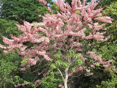 現在開花的樹|【現在開花的樹】現在最該追的粉紅花雨！6種台灣盛開中的賞花。